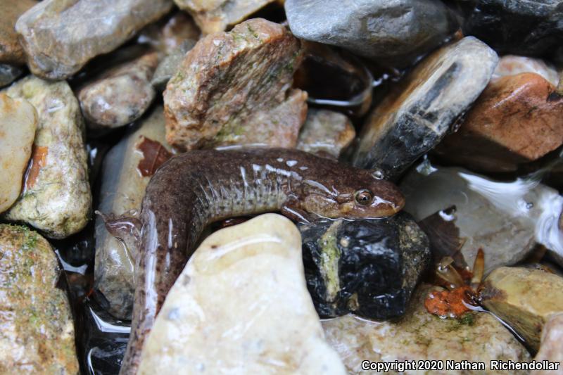 Ouachita Dusky Salamander (Desmognathus brimleyorum)