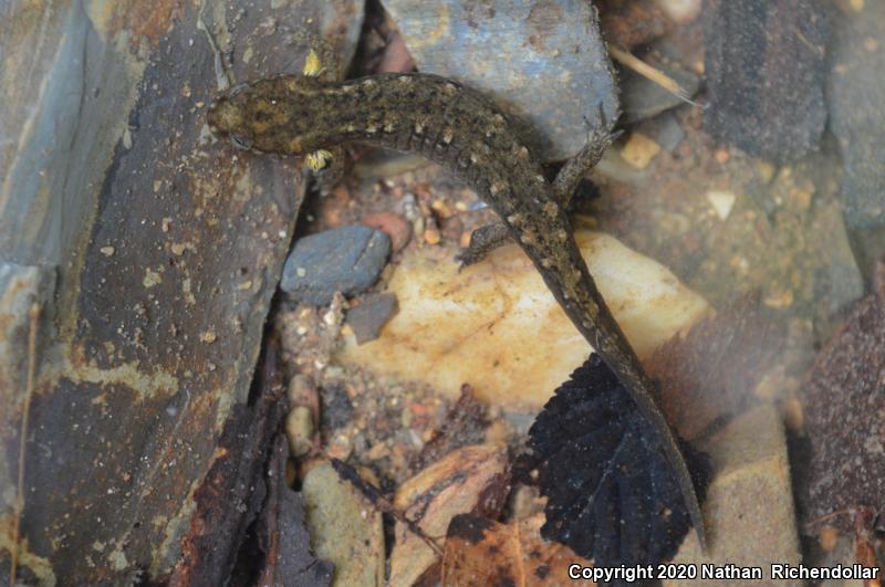 Ouachita Dusky Salamander (Desmognathus brimleyorum)