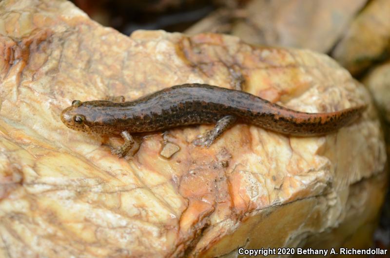 Ouachita Dusky Salamander (Desmognathus brimleyorum)