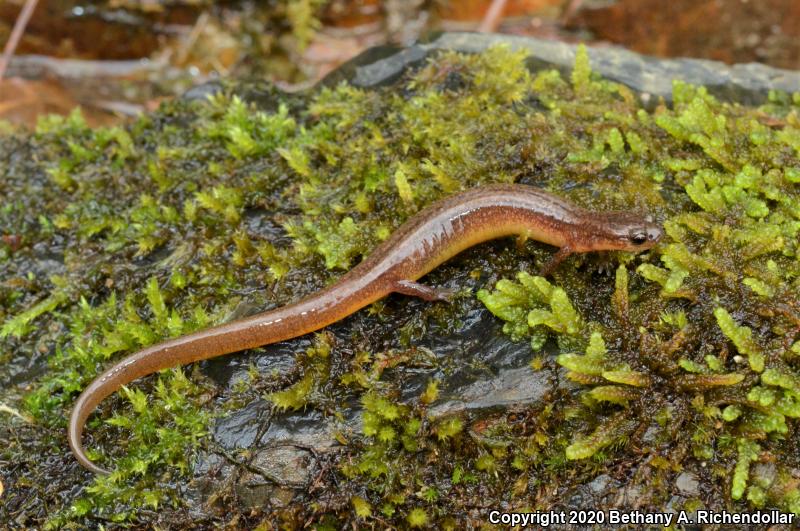 Many-ribbed Salamander (Eurycea multiplicata)