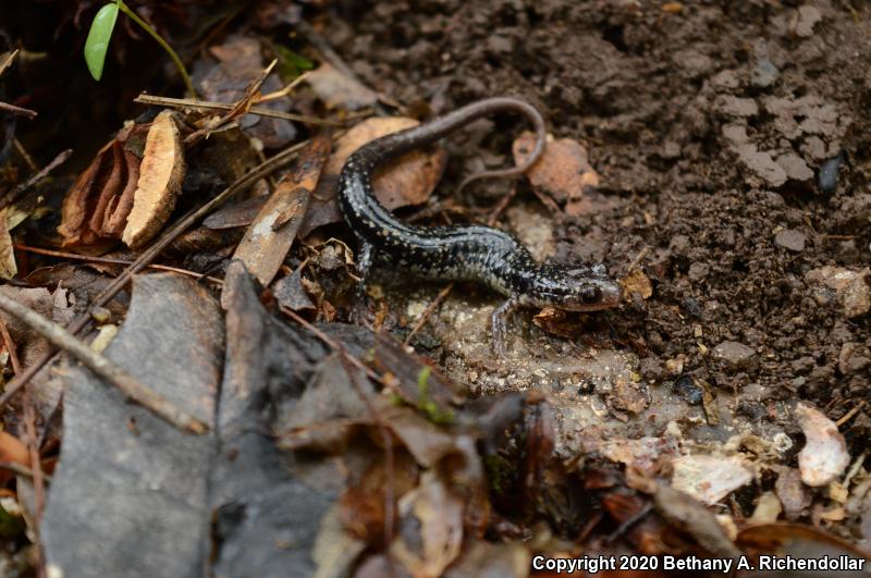 Caddo Mountain Salamander (Plethodon caddoensis)