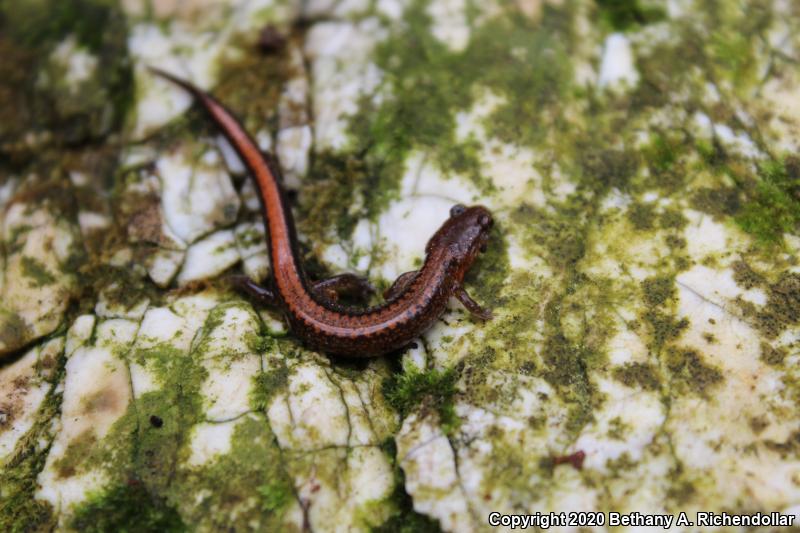 Southern Red-backed Salamander (Plethodon serratus)