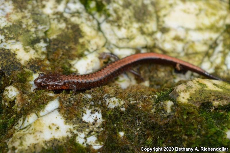 Southern Red-backed Salamander (Plethodon serratus)