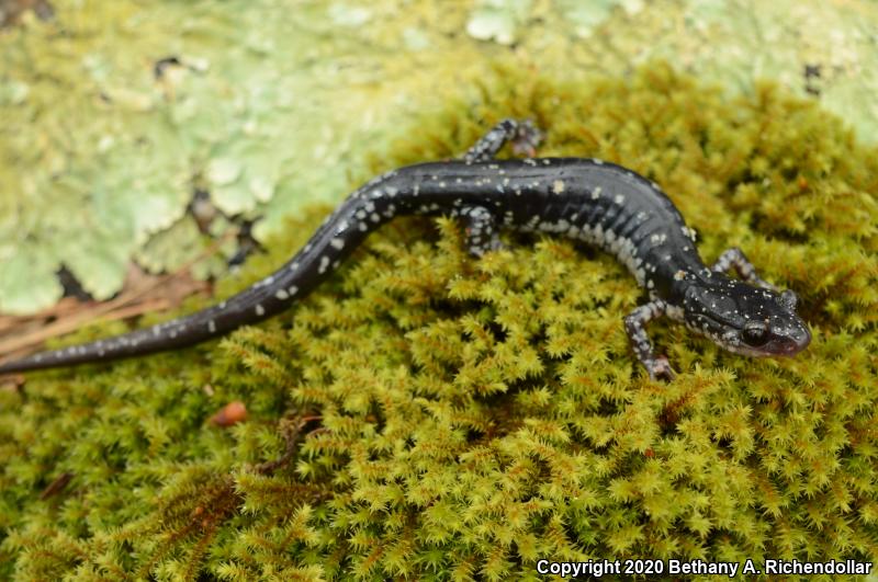 Fourche Mountain Salamander (Plethodon fourchensis)