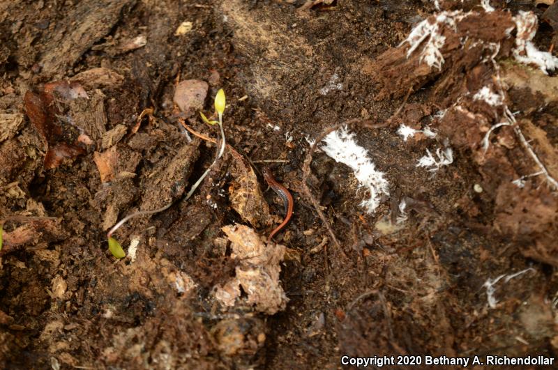 Southern Red-backed Salamander (Plethodon serratus)