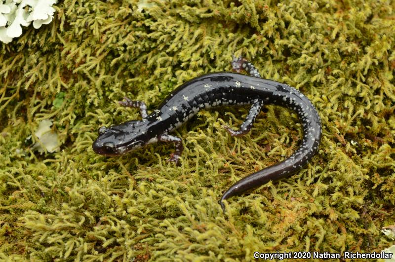 Fourche Mountain Salamander (Plethodon fourchensis)