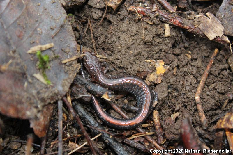 Southern Red-backed Salamander (Plethodon serratus)