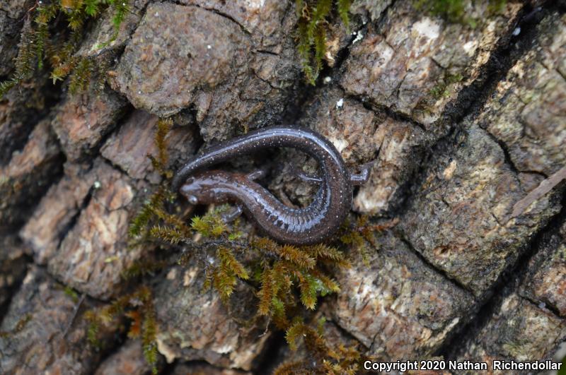 Southern Red-backed Salamander (Plethodon serratus)