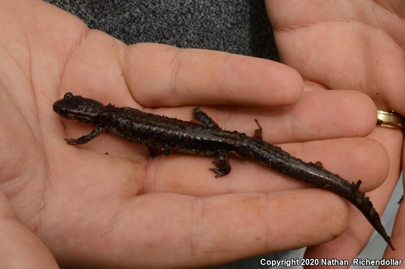 Rich Mountain Salamander (Plethodon ouachitae)