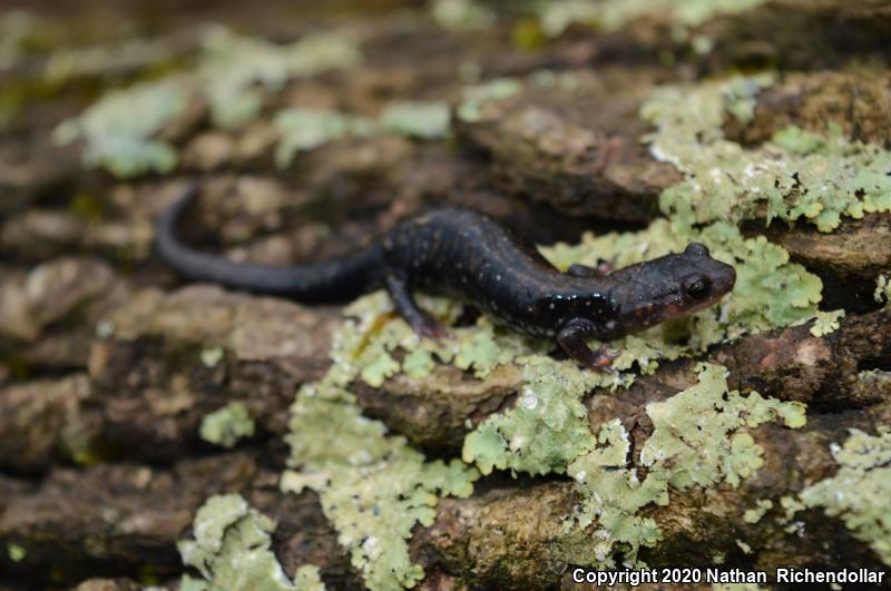 Rich Mountain Salamander (Plethodon ouachitae)