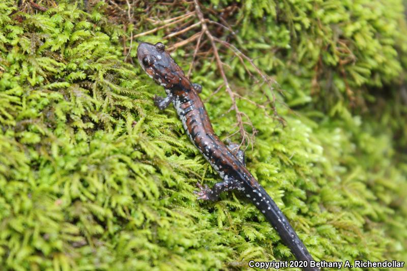 Rich Mountain Salamander (Plethodon ouachitae)