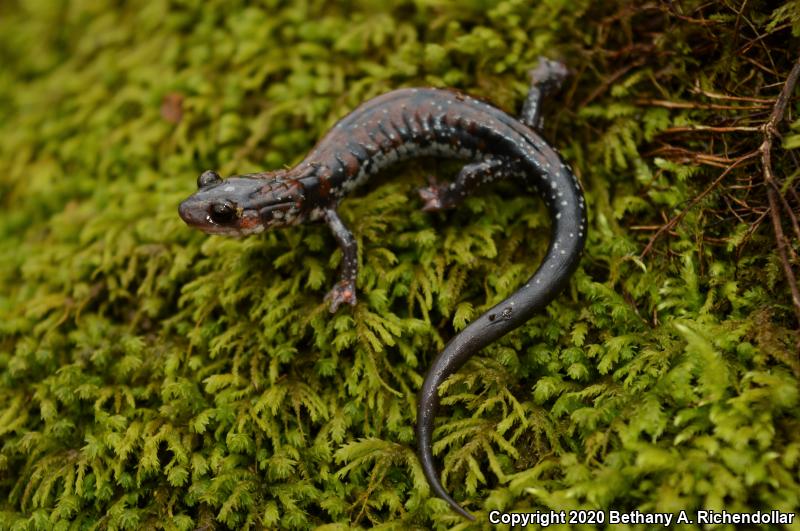 Rich Mountain Salamander (Plethodon ouachitae)