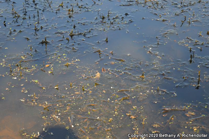 Broad-banded Watersnake (Nerodia fasciata confluens)