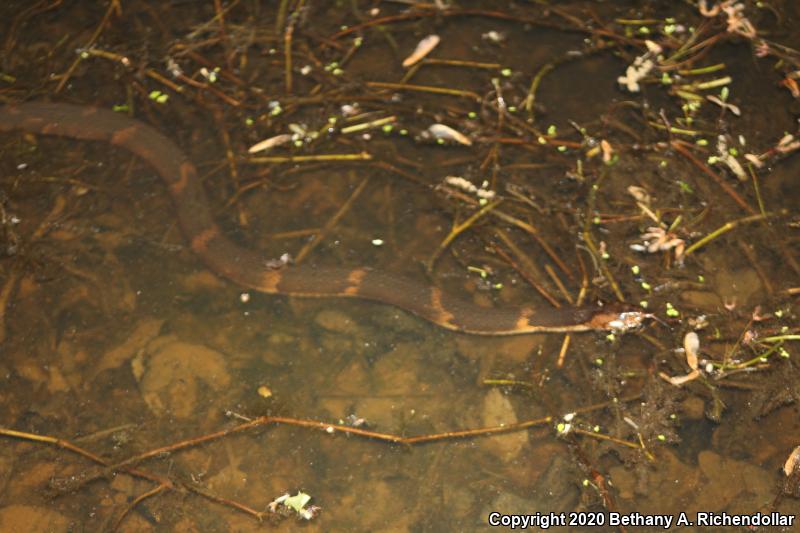 Broad-banded Watersnake (Nerodia fasciata confluens)