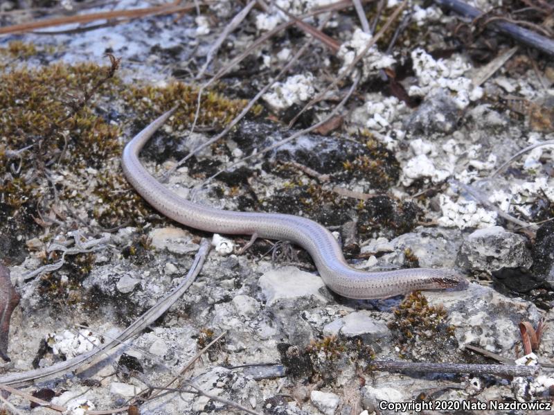 Sand Skink (Plestiodon reynoldsi)