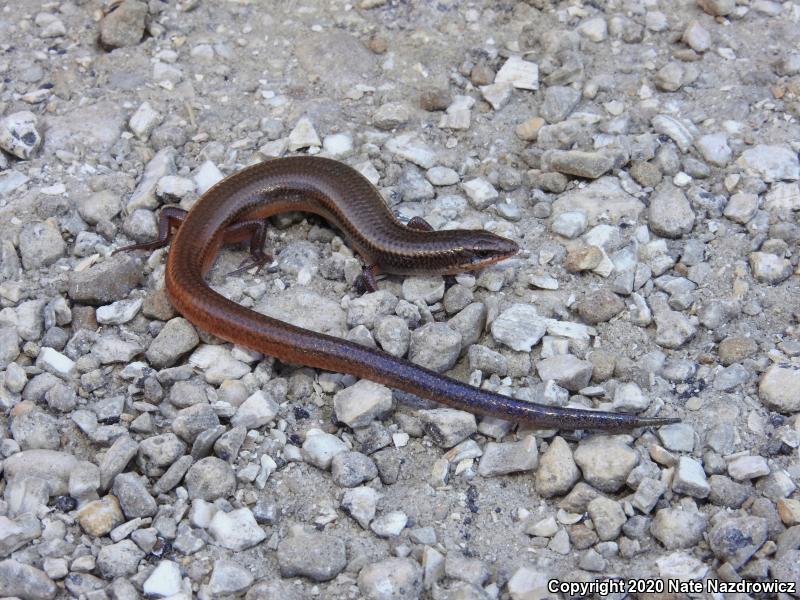 Bluetail Mole Skink (Plestiodon egregius lividus)