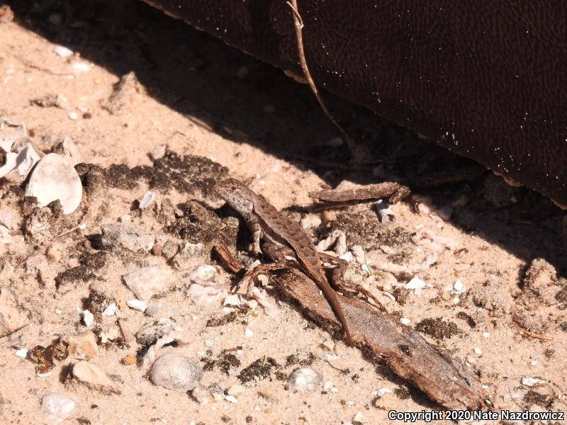 Florida Scrub Lizard (Sceloporus woodi)