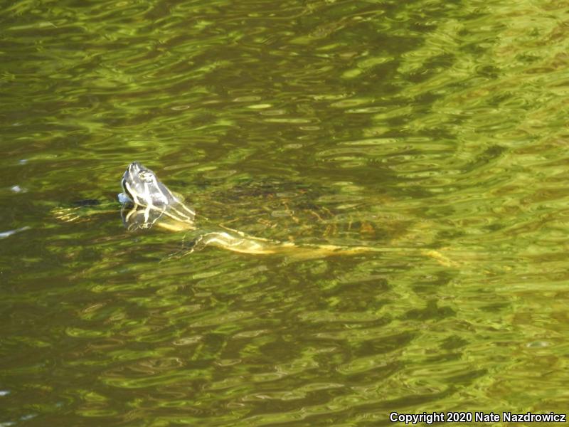 Peninsula Cooter (Pseudemys peninsularis)