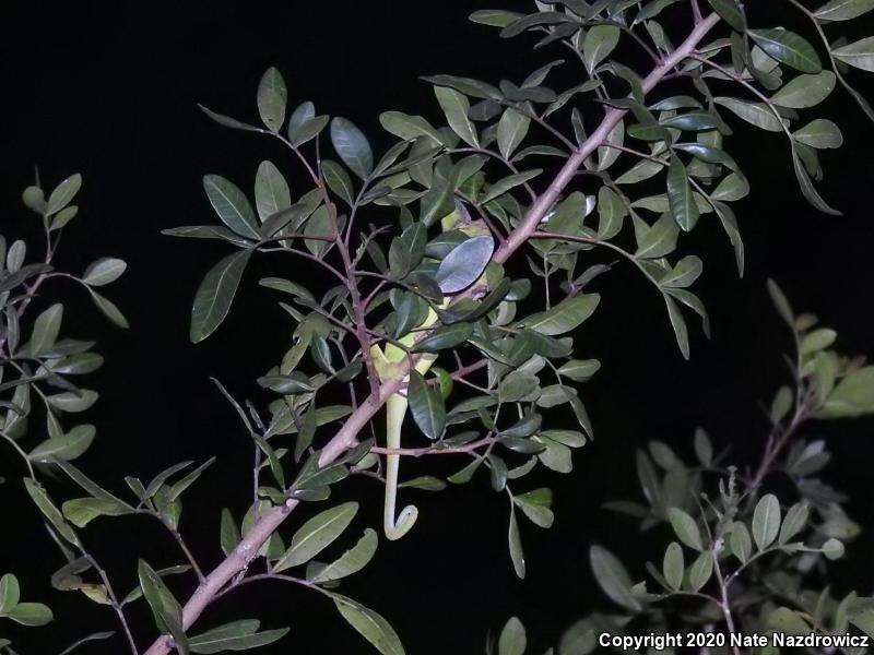 Veiled Chameleon (Chamaeleo calyptratus)