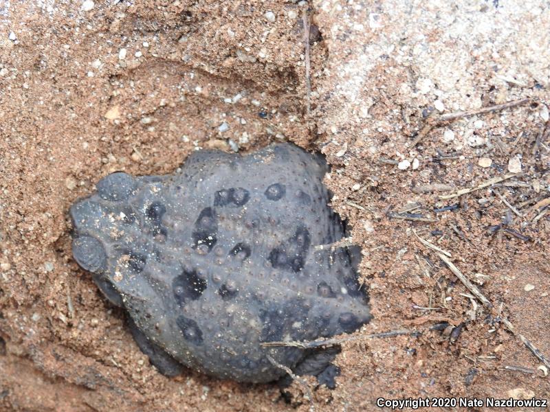 Cane Toad (Rhinella marina)