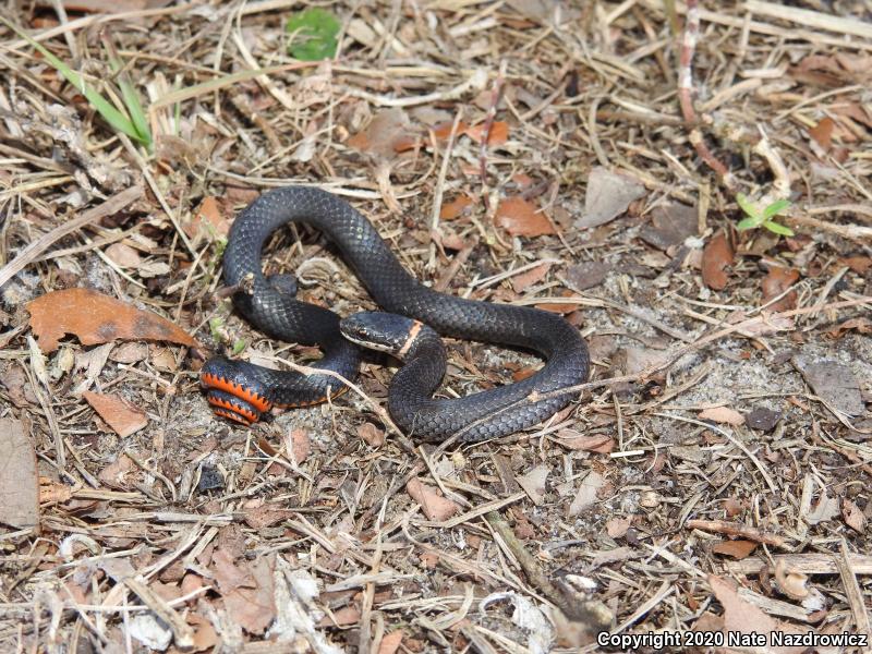 Southern Ring-necked Snake (Diadophis punctatus punctatus)