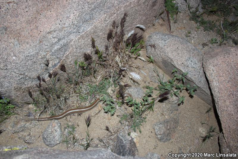 Desert Rosy Boa (Lichanura trivirgata gracia)