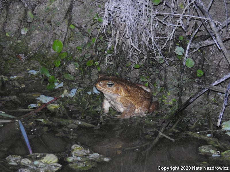 Cane Toad (Rhinella marina)