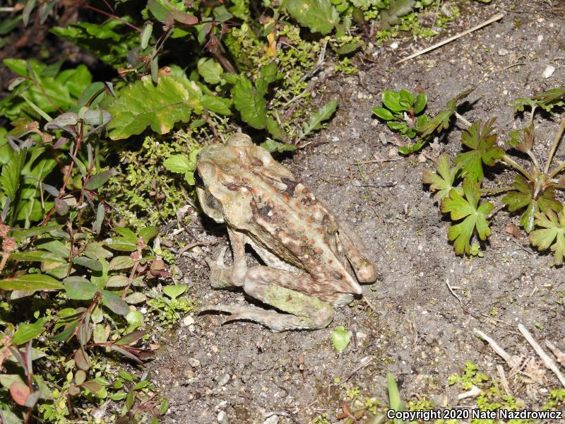 Cane Toad (Rhinella marina)