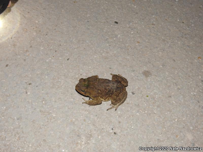 Cane Toad (Rhinella marina)