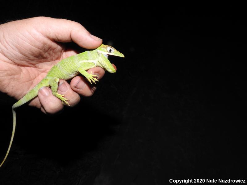 Knight Anole (Anolis equestris)