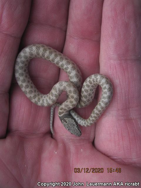 Desert Nightsnake (Hypsiglena chlorophaea deserticola)