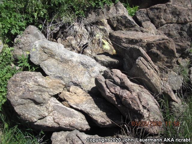 Granite Spiny Lizard (Sceloporus orcutti)