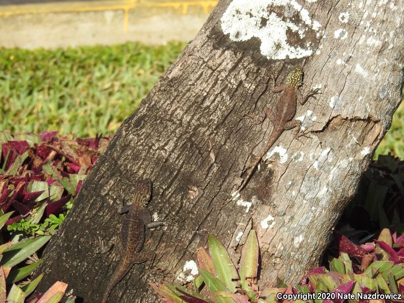 African Rainbow Lizard (Agama agama)