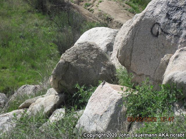 Granite Spiny Lizard (Sceloporus orcutti)