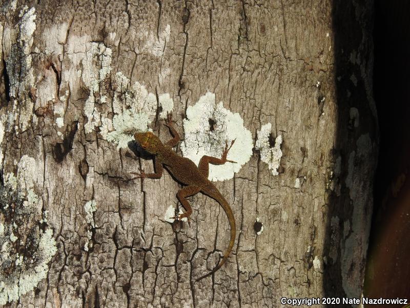 Bark Anole (Anolis distichus)