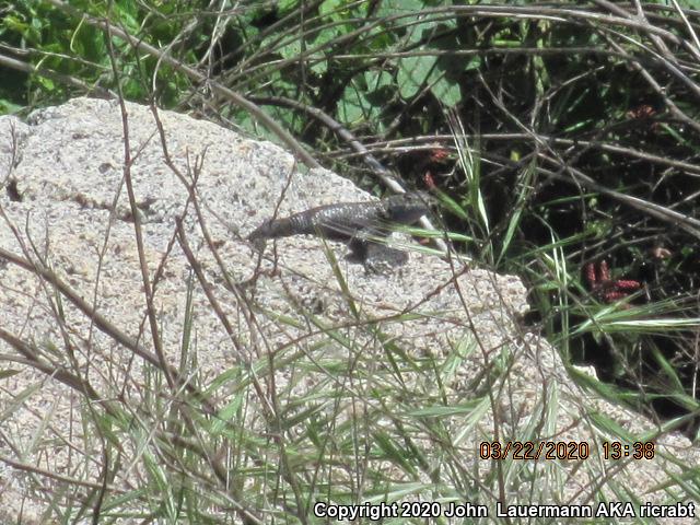 Granite Spiny Lizard (Sceloporus orcutti)