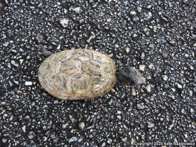 Striped Mud Turtle (Kinosternon baurii)