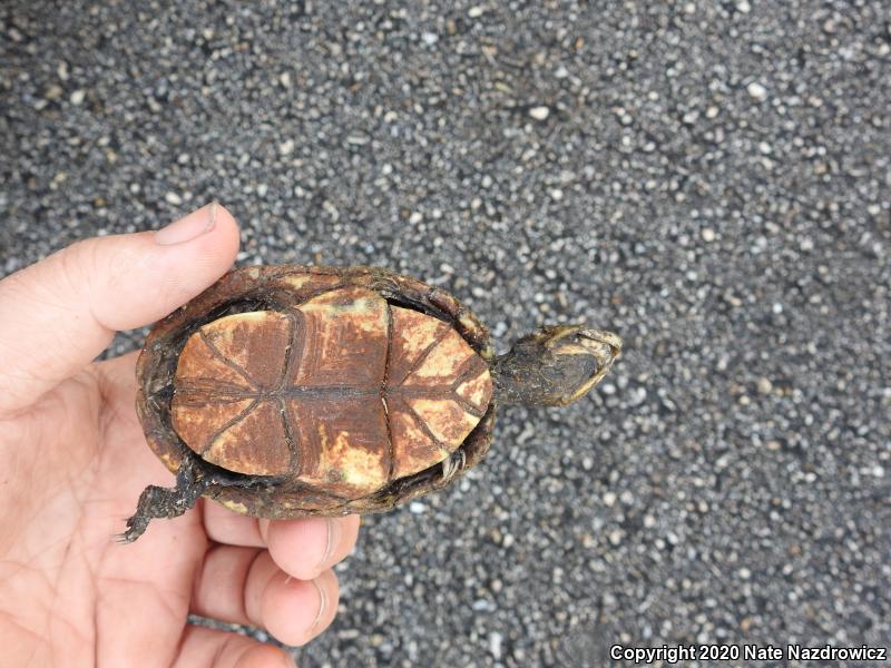 Striped Mud Turtle (Kinosternon baurii)