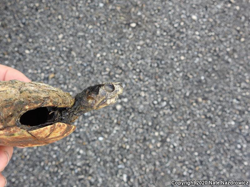 Striped Mud Turtle (Kinosternon baurii)