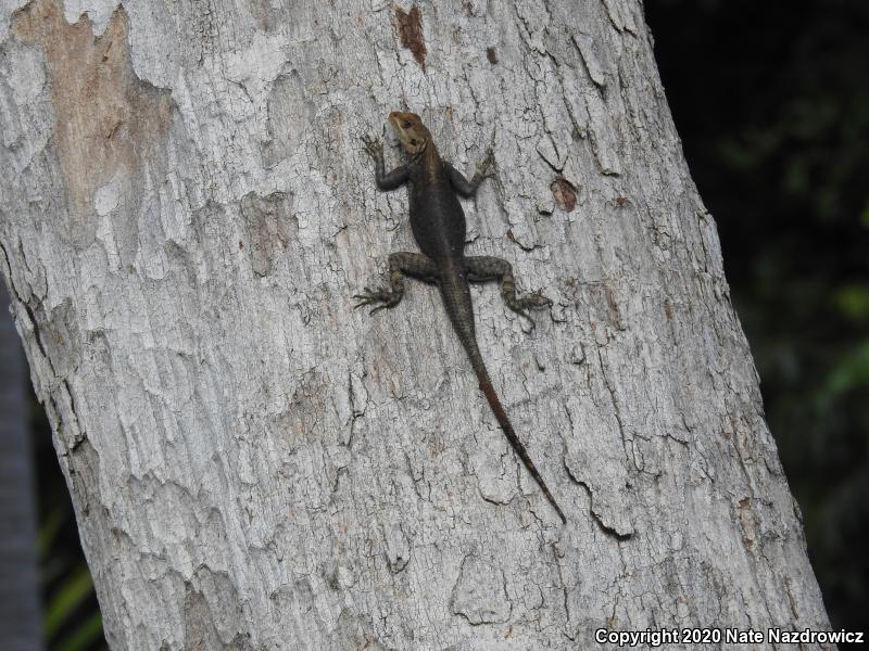 African Rainbow Lizard (Agama agama)