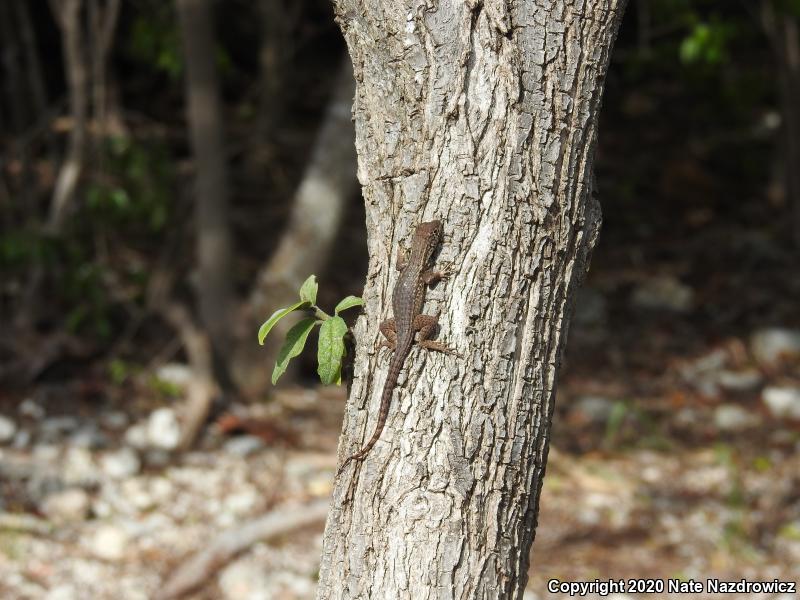 Northern Curly-tailed Lizard (Leiocephalus carinatus)