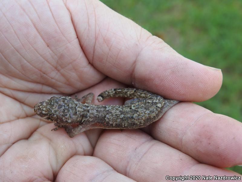 Wood Slave (Hemidactylus mabouia)