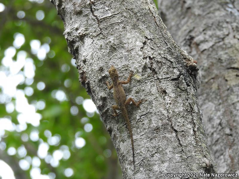 Bark Anole (Anolis distichus)