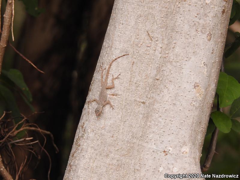 Bark Anole (Anolis distichus)