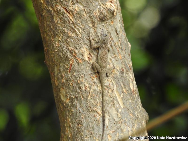 Bark Anole (Anolis distichus)