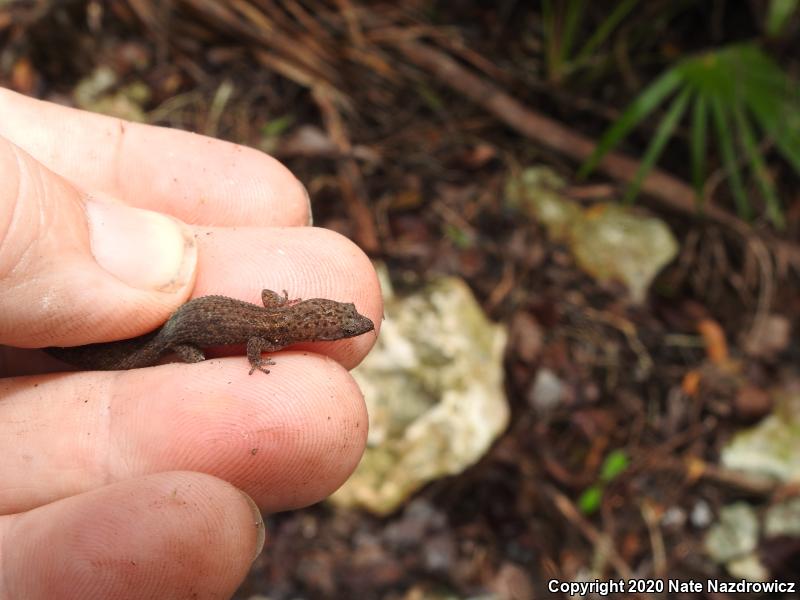 Reef Gecko (Sphaerodactylus notatus)