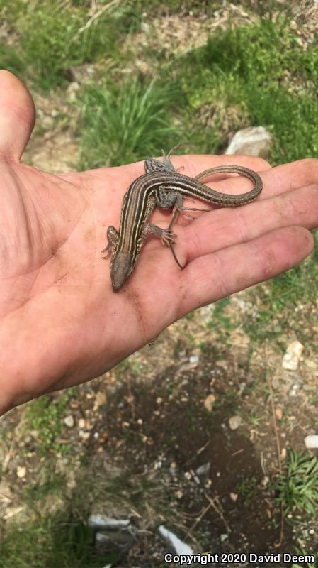 Six-lined Racerunner (Aspidoscelis sexlineata sexlineata)