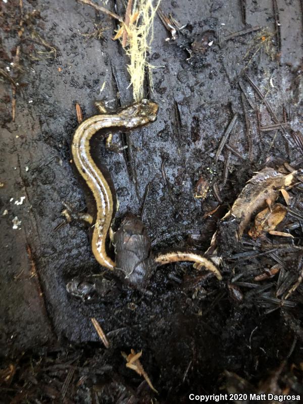 Western Red-backed Salamander (Plethodon vehiculum)