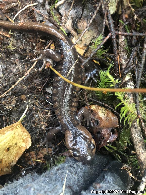 Northwestern Salamander (Ambystoma gracile)