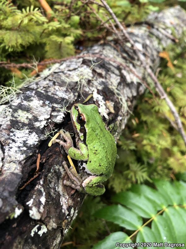 Northern Pacific Treefrog (Pseudacris regilla)